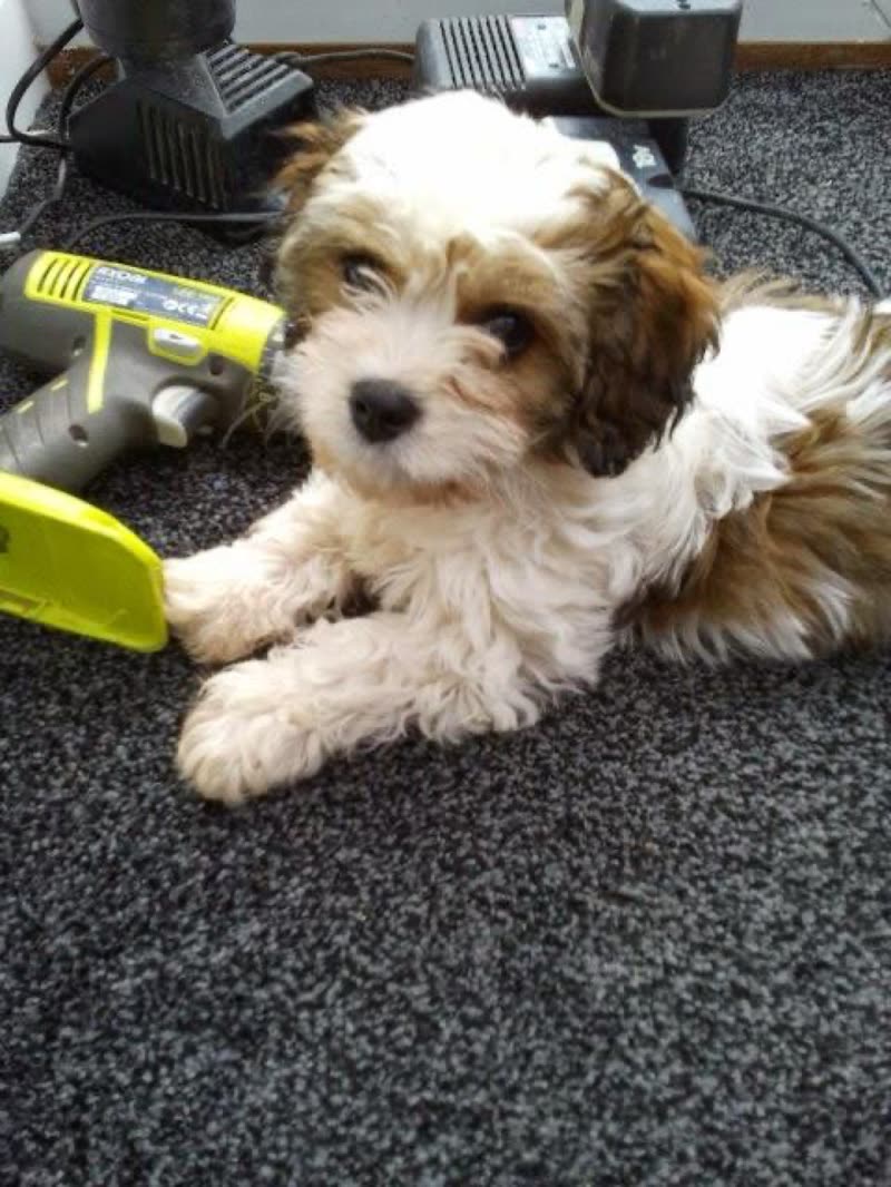 A cream and tan cockapoo puppy lying on the salon carpet beside clippers and a grooming blade