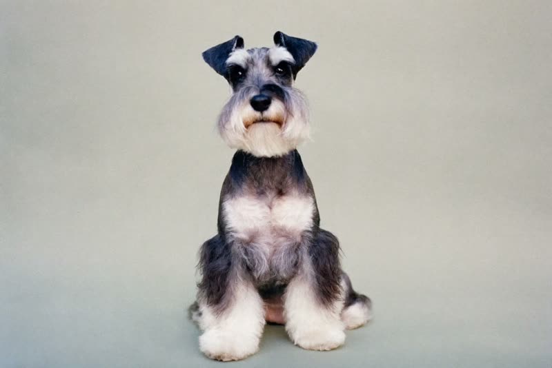 A schnauzer after a hand-scissored breed trim