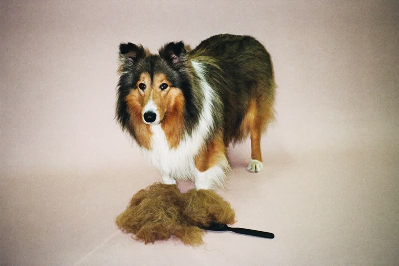 A collie having its undercoat raked out during a de-shed