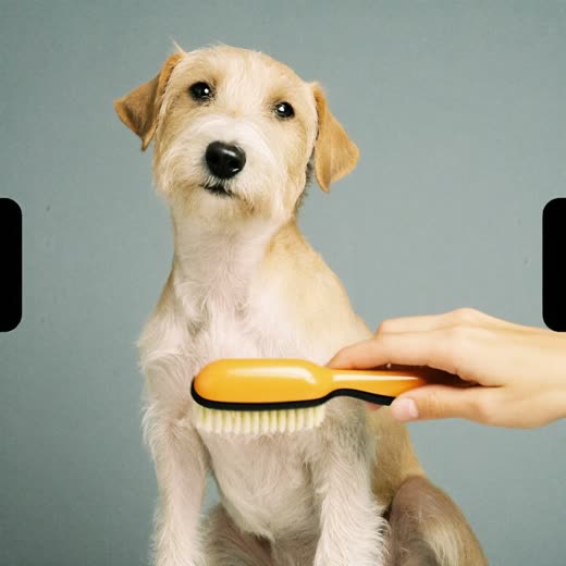 A small dog being brushed during a full grooming session